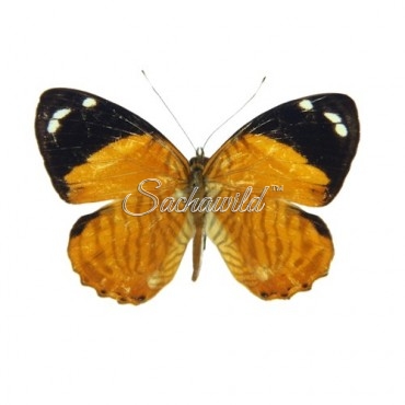 Tigridia Acesta Fulvescens