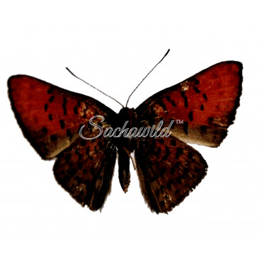 Emesis (temesa peruviana sp.) (F)