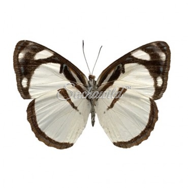 Dynamine Athemon Barreiroi