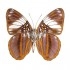 Adelpha Epione Agilla