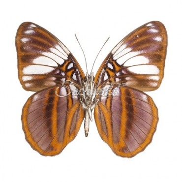 Adelpha Epione Agilla