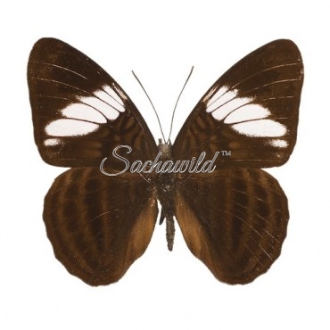 Adelpha Epione Agilla