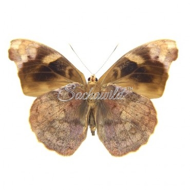 Eunica Sydonia