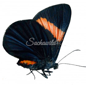 Necyria Bellona Saundersii