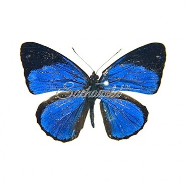 Dynamine Gisella Peruviana (M)