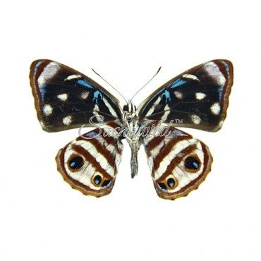 Dynamine Gisella Peruviana (M)