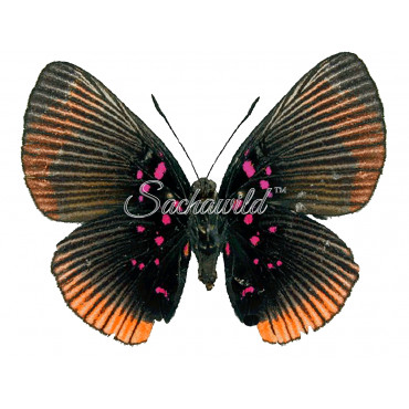 Lyropteryx Apollonia