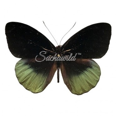 Eunica Chlorochroa Chlorochroa