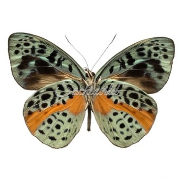 Eunica Chlorochroa Chlorochroa