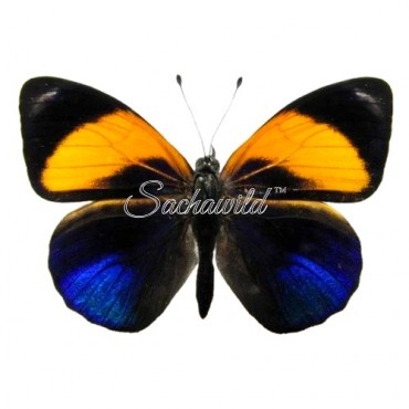 Asterope Markii Davisii