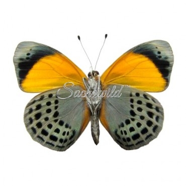 Asterope Markii Davisii