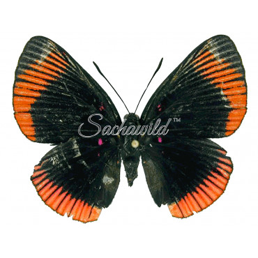 Lyropteryx Apollonia