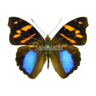 Epiphile Orea Negrina