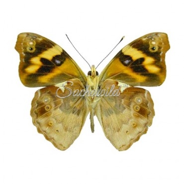 Epiphile Orea Negrina