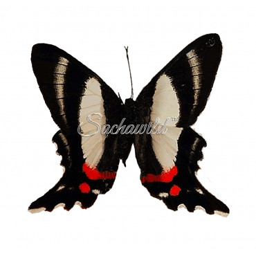 Ancyluris Formosissima (F)