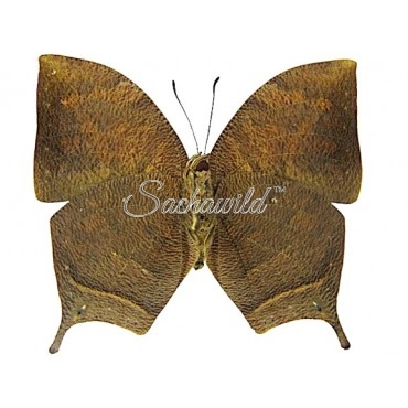 Fountainea (Anaea) Nessus