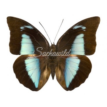 Archaeoprepona Demophon Muson