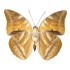 Archaeoprepona Demophon Muson