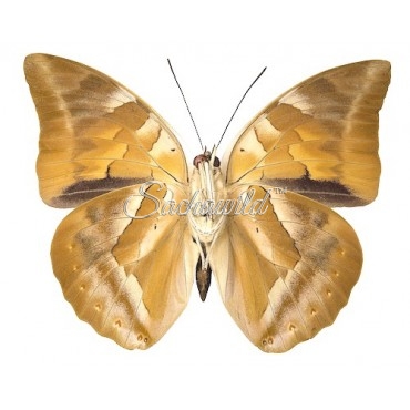 Archaeoprepona Demophon Muson