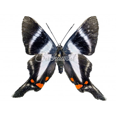 Rhetus Periander (F)