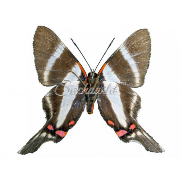 Rhetus Periander (F)