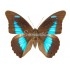 Prepona Laertes (F)