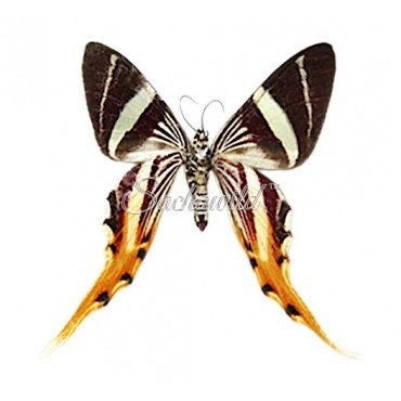 Erateina Staudingeri