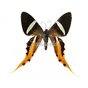 Erateina Staudingeri