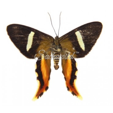 Erateina Antipodaria