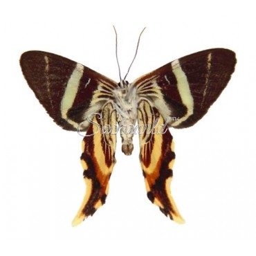 Erateina Antipodaria