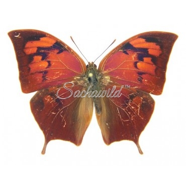 Fountainea (Anaea) Nobilis Caudata