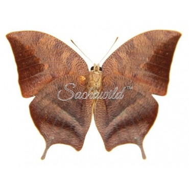 Fountainea (Anaea) Nobilis Caudata