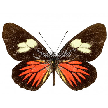 Archonias Negrina Negrina (F)