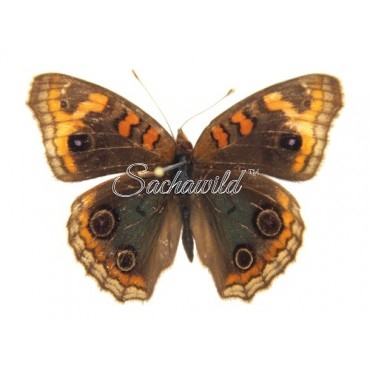 Junonia Lavinia Lavinia