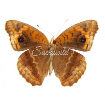 Junonia Lavinia Lavinia