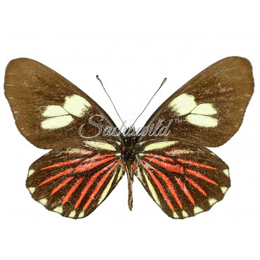 Archonias Negrina Negrina (F)