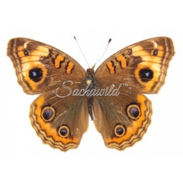 Junonia Genoveva