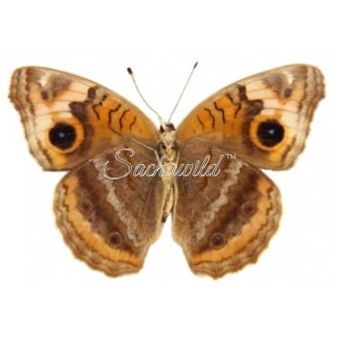 Junonia Genoveva