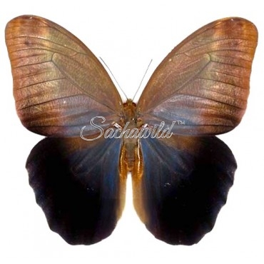 Caligo Eurilochus Livius