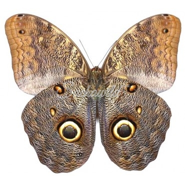 Caligo Eurilochus Livius