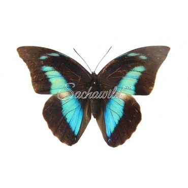 Archaeoprepona Demophoon