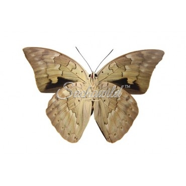 Archaeoprepona Demophoon