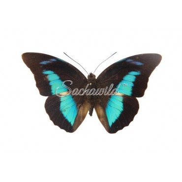 Archaeoprepona Demophoon