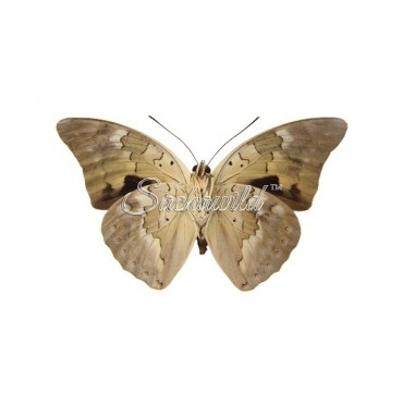 Archaeoprepona Demophoon