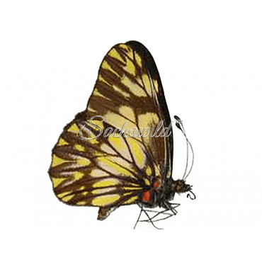 Catasticta (species mix) (M)