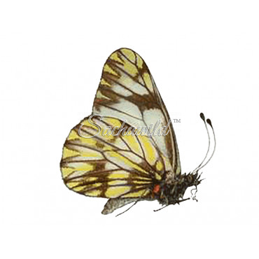 Catasticta (species mix) (M)