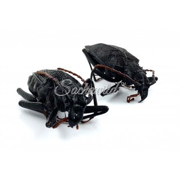 Prionacalus Spp. (U)