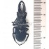 Cantharolethrus Buckleyi