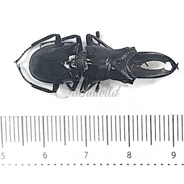 Cantharolethrus Buckleyi