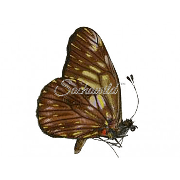 Catasticta (species mix) (M)